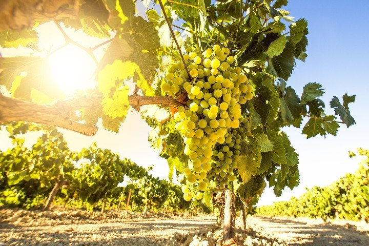 Weinbau
